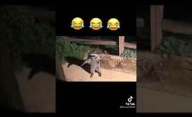Raccoons caught on camera