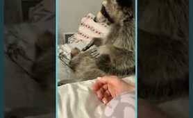 Raccoon in SHOCK After Getting a Surprise Hug! 