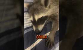How Do You Get A Pet Raccoon? (@waylontalksalot)