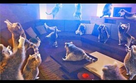 Raccoon Dance Party