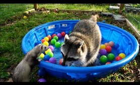 Sad raccoon gets surprise party from ferrets!