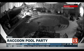 Raccoon Pool Party