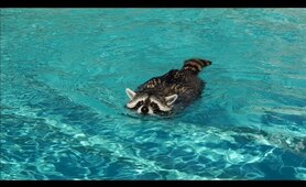 No one showed up to my pet raccoon's Pool Party