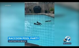 Raccoons have pool party in California man's backyard