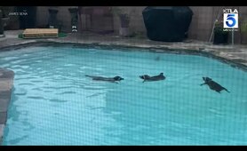 Raccoon 'pool party' caught on video