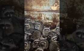 Raccoon party 