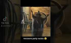 Raccoons party rockin 