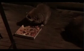 Raccoons Sunday Night Pizza Party