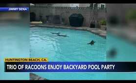3 raccoons caught on camera having 'pool party' in man's backyard