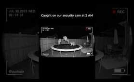 Caught on security cam at 3 AM ,Midnight Raccoon Party! So THIS is what they do while we're asleep