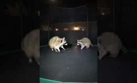 CAUGHT! Raccoons' SECRET Midnight Trampoline Party on Security Cam! 