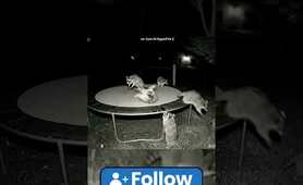 Caught On Camera: Raccoon Trampoline Party