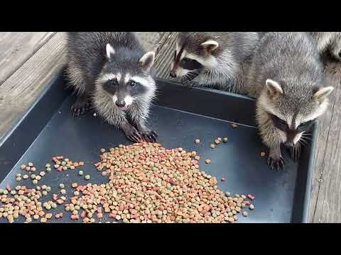 raccoon takeover