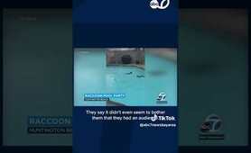 Raccoons have pool party in California backyard