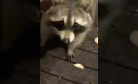 Mysterious raccoons have join the party #shorts #animals