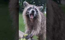 Raccoon Party Crasher