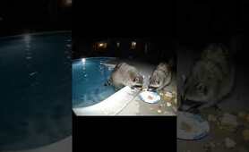 Raccoons Caught on CCTV: Midnight Pool Party & Leftover Feast