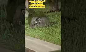 Raccoons