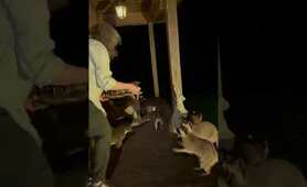 Raccoon MiMi&rsquo;s Party & Grapes for Ben & Co