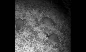 Raccoons party #wildlife #nature #racoons #animals