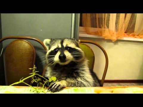 Raccoon eats grapes with his little hands