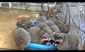 Last Pool Party Raccoons