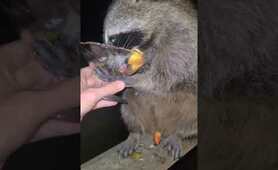 Raccoon Peach Party!