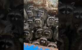 SECRET RACCOON PARTY 