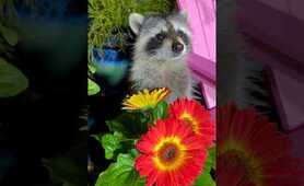 Baby Raccoon Pool Party short #shorts