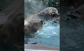 Raccoon Family Hot Tub Party!