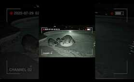 Raccoon pool party at 2 AM