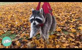 Wild Raccoon Needed A Friend. Huge Pup Took Him As His Brother | Cuddle Buddies