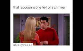 &ldquo;Nothing with a raccoon!&rdquo; 