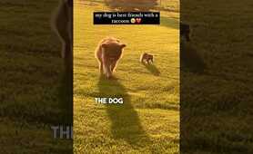 Dog is Best Friends With a Raccoon 