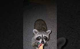 Sharing My Dessert With A Friend #raccoon #animals #shorts