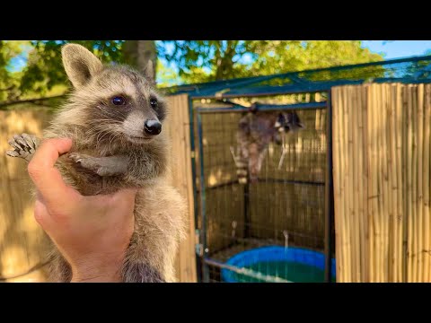 How to Hoard Raccoons (legally)