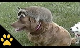 Dogs and Raccoon Are Friends