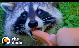 Guy Becomes BFFs with Raccoon and Her Baby | The Dodo Wild Hearts