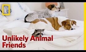 A Toilet Trained Raccoon | Unlikely Animal Friends
