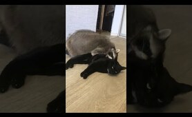Raccoon and Cat Make Cute Pair || ViralHog