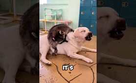 Inseparable Friends! A Dog and a Raccoon Show Nature&rsquo;s Magic 