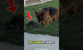 This Dog Made Friends with a Wild Raccoon 