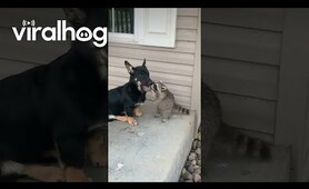 Small Dog and Raccoon Friend are Reunited || ViralHog