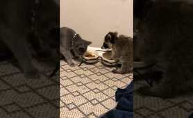 Raccoon and Cat