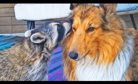 This Raccoon Was Broken and Alone &mdash; Then He Found a Dog Best Friend