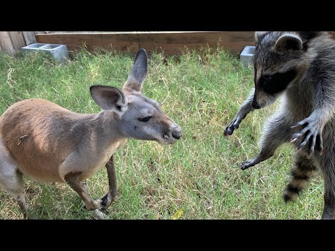 Feeding a Raccoon to Dababy *emotional* (Creature Feature)