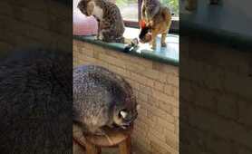 #shorts #wow #friends #happy The raccoon decided to join the cats on the windowsill.