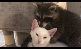 Watch this rescued cat and raccoon cuddling