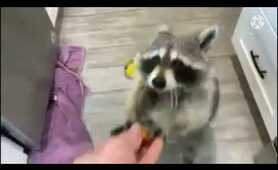Happy Raccoon | Raccoon Lovers