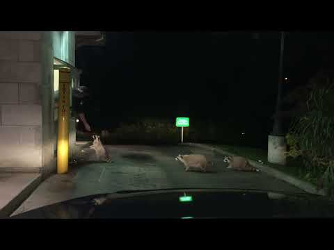 Raccoons Get Drive Thru Treat || ViralHog
